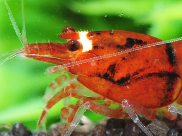 Red Wine und Red Ruby Garnelen mixed - rote Taiwan Bee