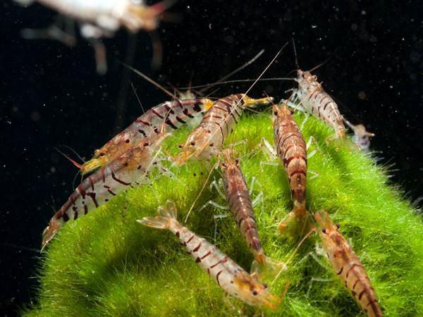 Super Tigergarnele, Caridina mariae - Tigergarnele