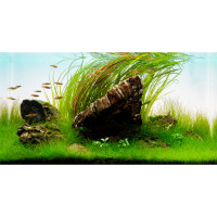 Pflanzenset für ein 60 Liter Anfänger Aquarium  Einsteiger Iwagumi Aquascape