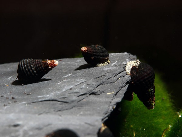Tylomelania spec. mini yellow spotted - Rarität