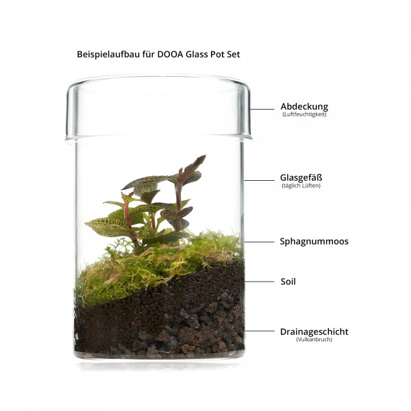 DOOA Glass Pot Maru Set Flaschengarten Wabi-Kusa mit Macodes Petola Juwelorchidee Aufbau