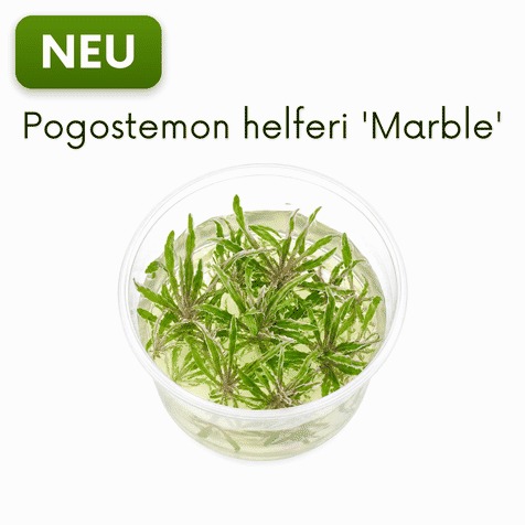 Pogostemon helferi 'Marble' – Panaschierter Wasserstern