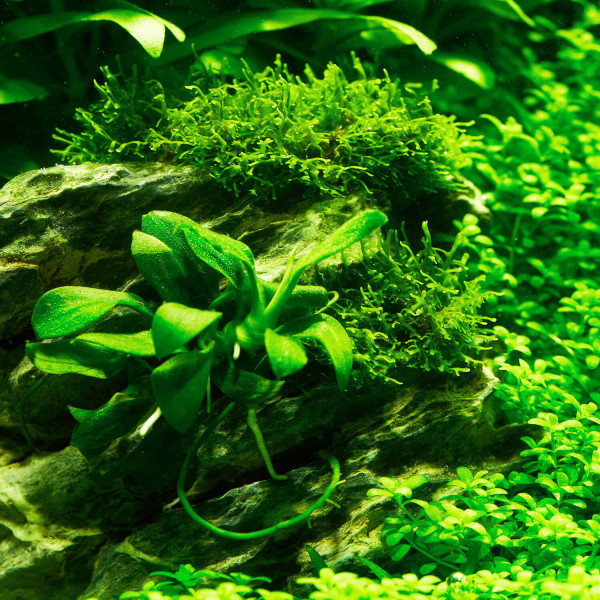 Anubias barteri var. nana "Pangolino" - Baby Plant Mini-Ableger