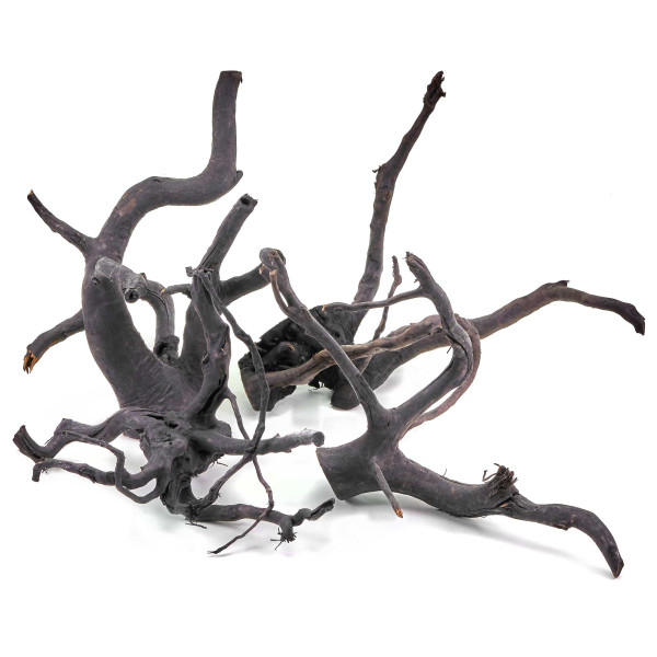 Schwarze Moorwurzel Fingerwurzel | Set S