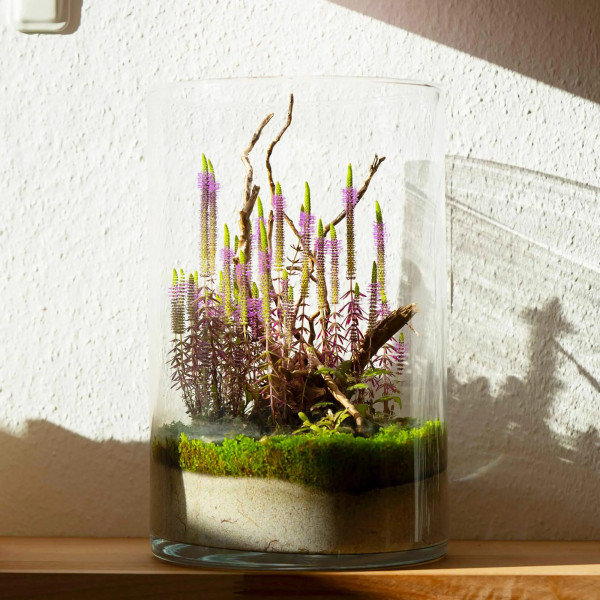 Wabi Kusa mit Pogostemon erectus in der Blüte