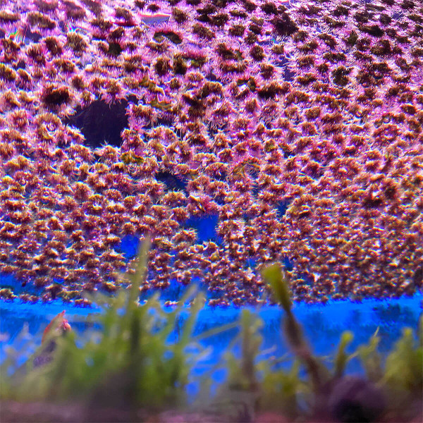 Ricciocarpos natans | Schwimmlebermoos