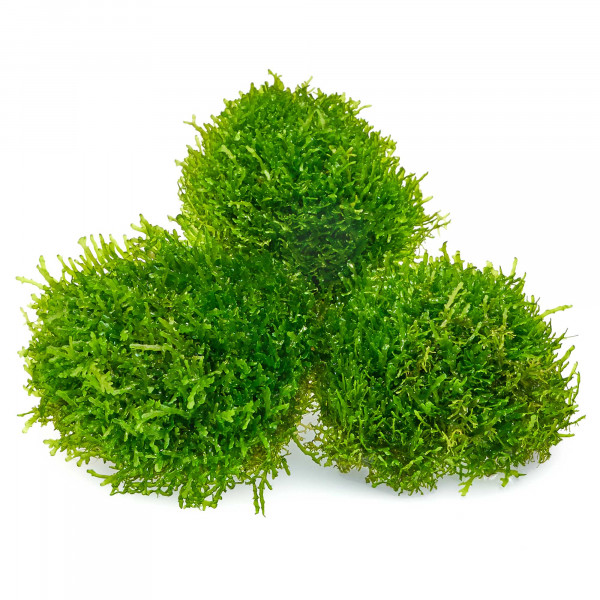 Riccardia chamedryfolia im Becher - Korallenmoos | B-Ware