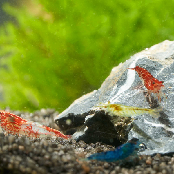 Bunter Garnelen Mix | Neocaridina Wildformen im Paket