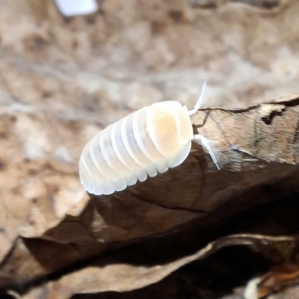 Cubaris Murina "Glacier" Assel - DNZ