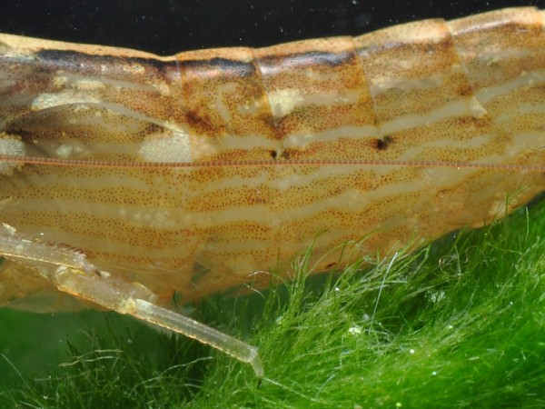 Fächergarnele, Molukkenfächergarnele, Atyopsis moluccensis