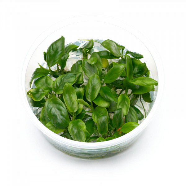 Anubias nana Aquarium Pflanzen Set für Malawi Buntbarsche
