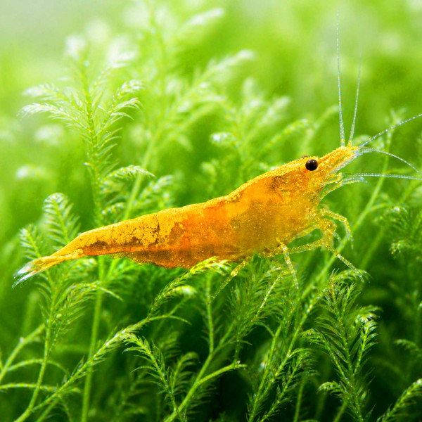 Crested Cream Garnele Neocaridina