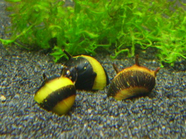 Geweihschnecke Gold / Schwarz | Clithon sp. - Größe S