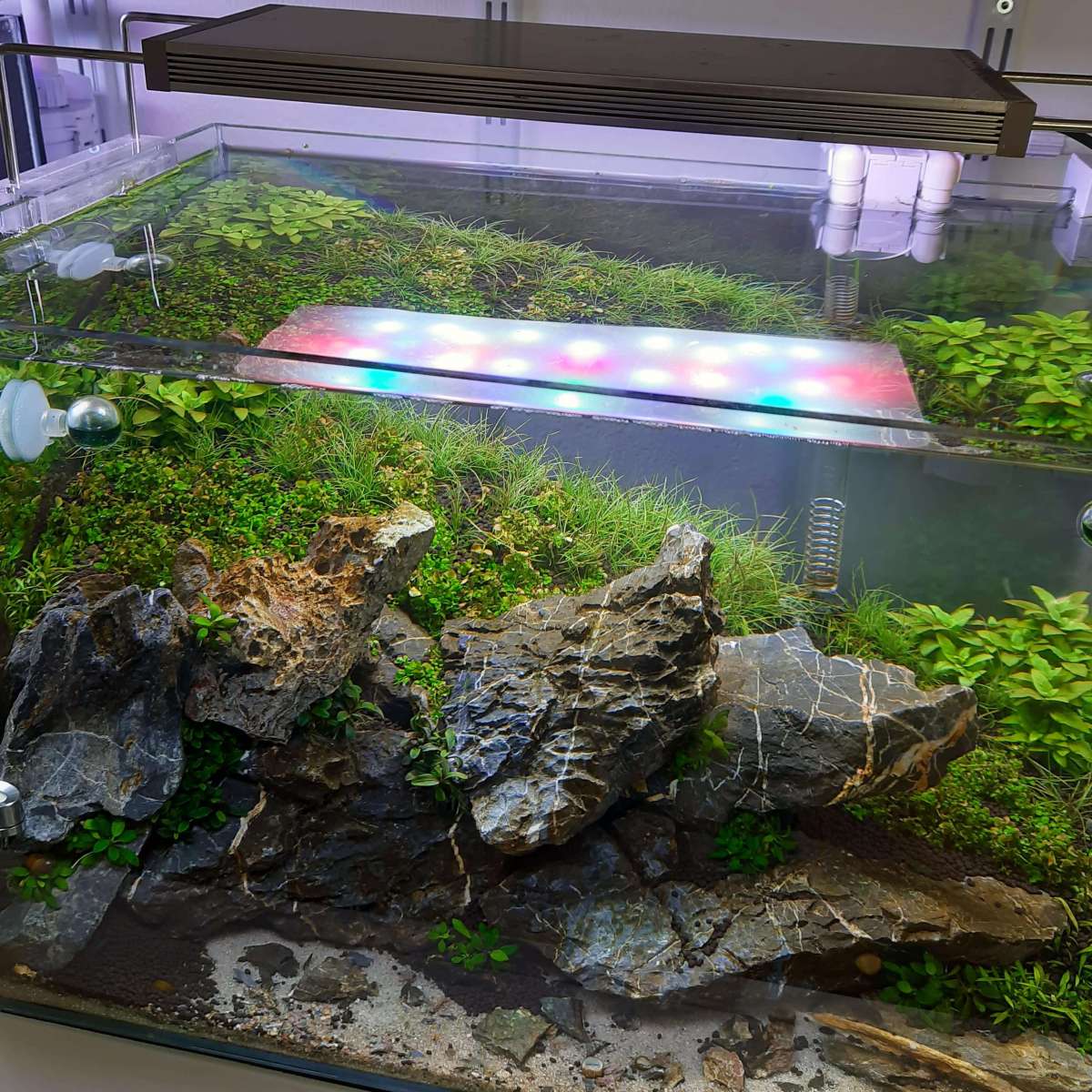 Kieselalgen im Aquarium erkennen und bekämpfen Algen Blog