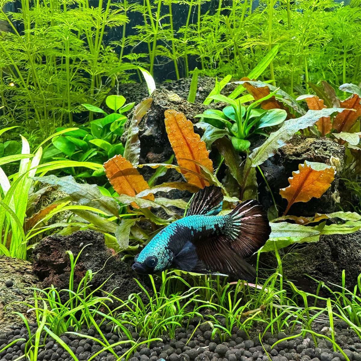 Cryptocoryne Walkeri - 3 Topf Wasserpflanzen Fürs Aquarium