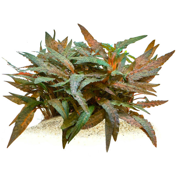 Cryptocoryne wendtii 'Tropica' | Tropica Wasserkelch gewachsen