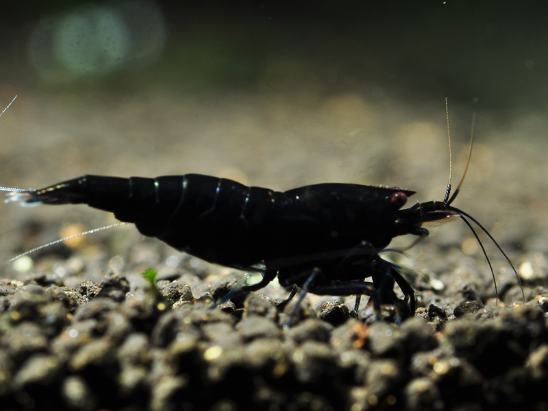 5 Taiwan Bee Black King Kong Shrimp – SoShrimp – Freshwater, Beginner Friendly
