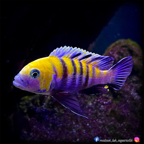 Gelber Malawi Cichlide