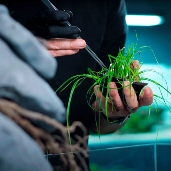 AQUAGROW Insula Pad Bepflanzung