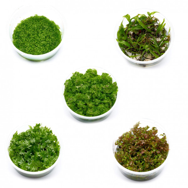 Aquarienpflanzen Sauerstoffproduktion Set M