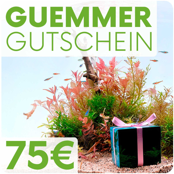 Garnelen-Guemmer Gutschein 75 Euro