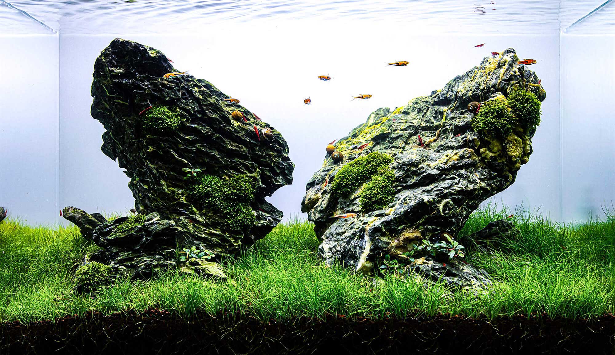 Iwagumi Aquascape mit dichtem Bodendecker