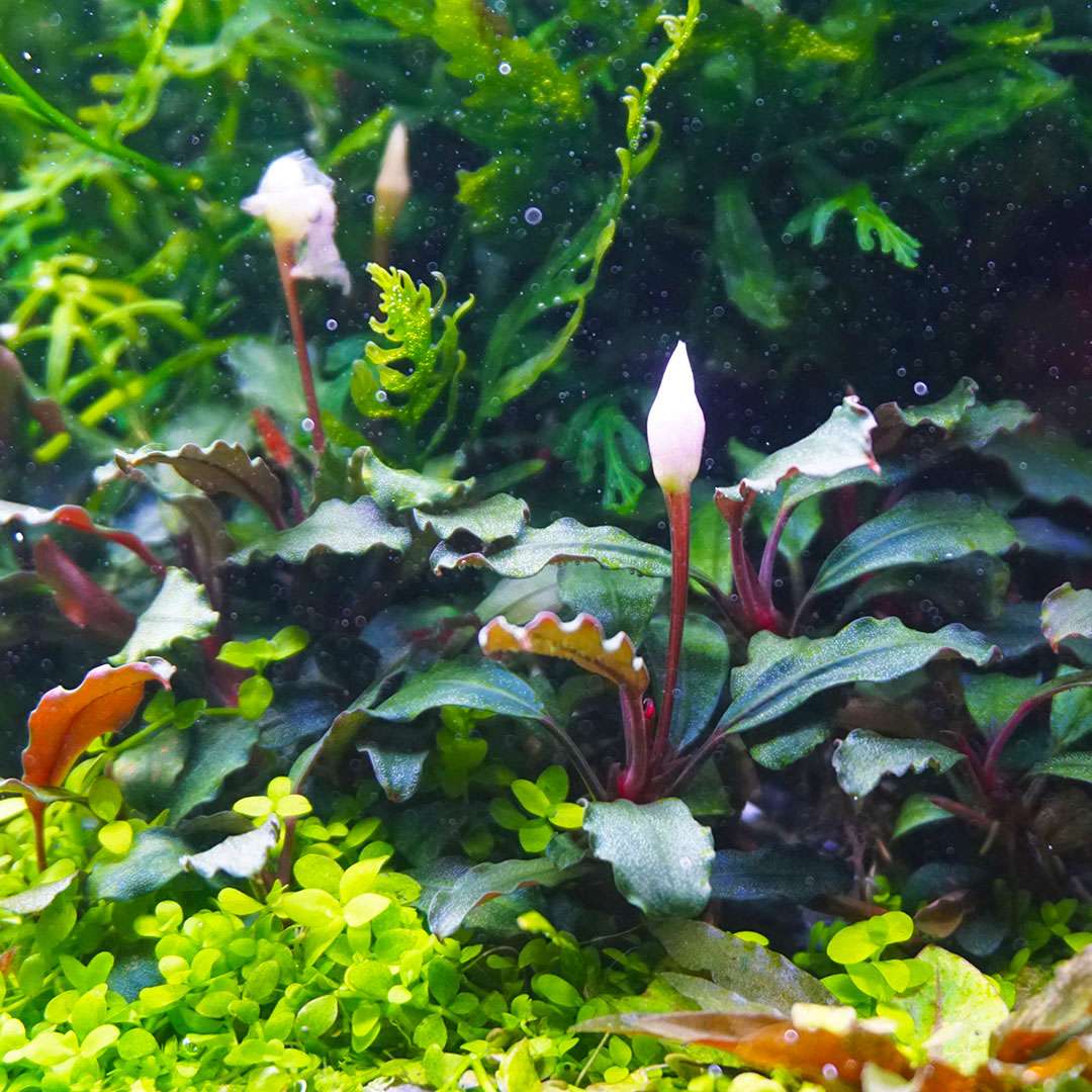 Bucephalandra Kedagang in vitro 5,5 cm günstig kaufen | Garnelen