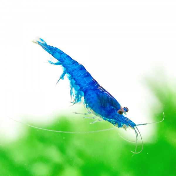 Neocaridina Premium Paket | 24 farbenfrohe Garnelen