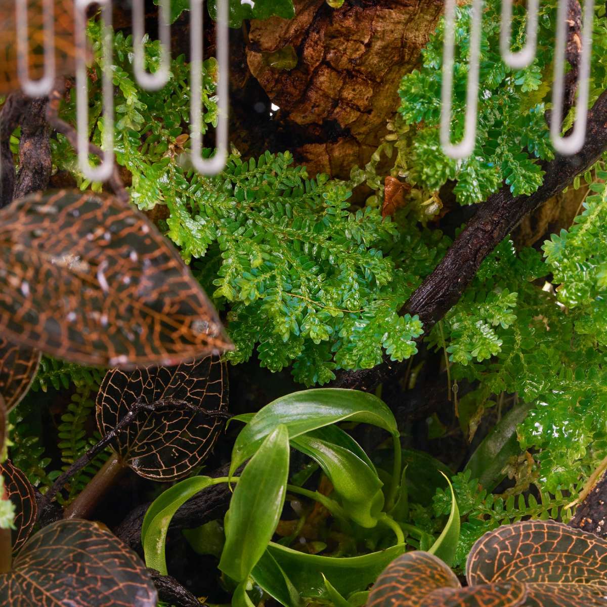 Selaginella uncinata | Blauschimmernder Bodenfarn - in vitro  Terrariumpflanze | Aufsitzerpflanzen | Pflanzen | Garnelen-Guemmer