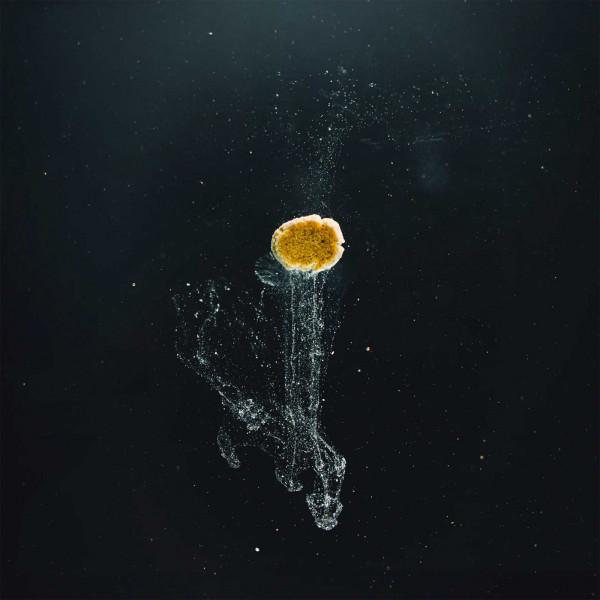 StreamBiz Favoriten-Set | Mückenlarven & Artemia für Zierfische - Artemia Paste