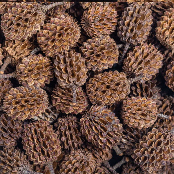 Arka Casuaruna Cones - 50 Stk.im Detail