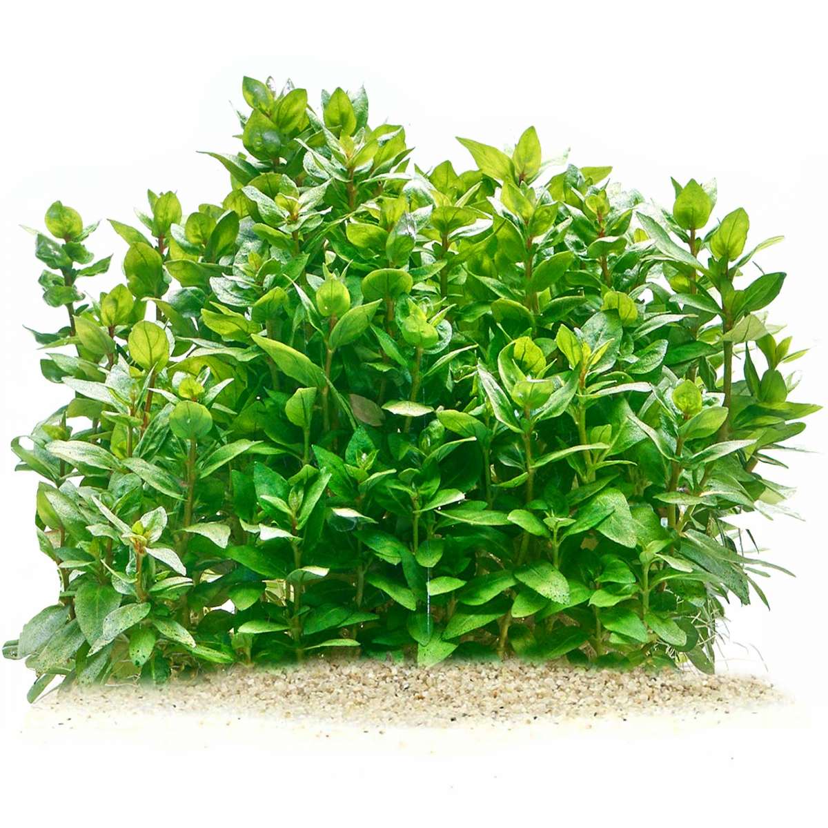 Staurogyne repens | Kriechende Staurogyne fr dein Aquarium kaufen