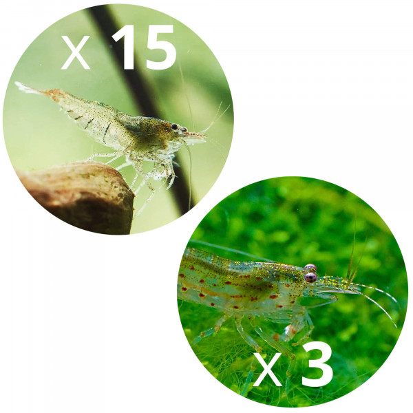 15 sulawesi garnelen und 3 amanogarnelen gegen algen im aquarium