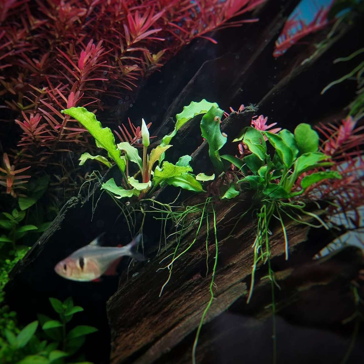 Bucephalandra Wavy Leaf in vitro 8 5 cm günstig kaufen | Garnelen