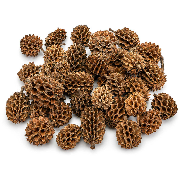 Casuarina Cones | natürlicher Wasseraufbereiter - 25 g