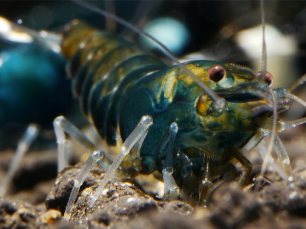 Taiwan Bee Green Hulk Garnele Klasse 1