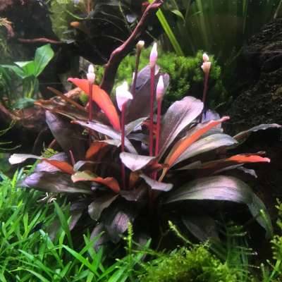 Bucephalandra-serimbu-brown-im