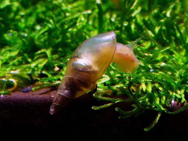 Spitzschlammschnecke | Lymnaea stagnalis