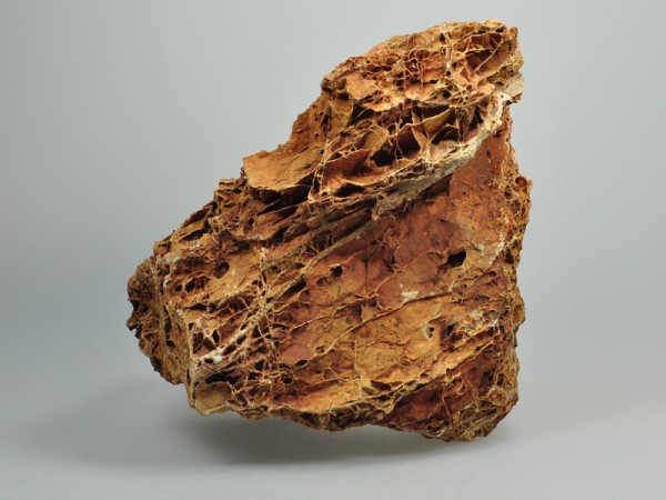 Versteinertes Laub | Fossilized Leaves