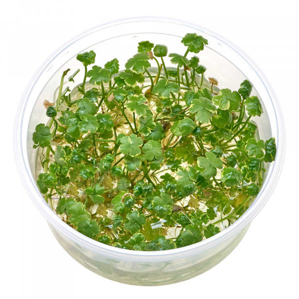 Hydrocotyle sibthorpioides "Variegata" - in vitro