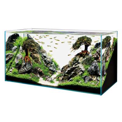 Aquarium Pflanzen Für Ein Nano Aquarium » Kleine Aquarien Bepflanzen