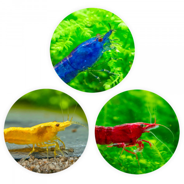 Neocaridina Premium Paket | 24 farbenfrohe Garnelen
