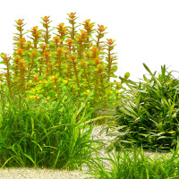 Vordergrundpflanzen ohne CO2 | Anspruchslose Aquariumpflanzen Set für den Vordergrund - In Vitro Set Vordergrundpflanzen ohne CO2 | Anspruchslose Aquariumpflanzen Set für den Vordergrund - In Vitro Set