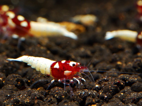 Rote Pinto Bee high class 4-5 spots