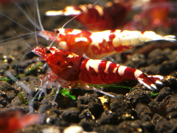 Galaxy Fishbone Backline Hybriden rot Klasse 1