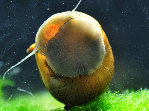 Geweihschnecke Grün | Clithon corona