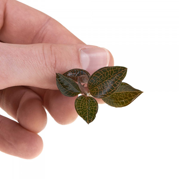 Macodes Anoectochilus roxburghii "Firebird" | Ableger in Hand