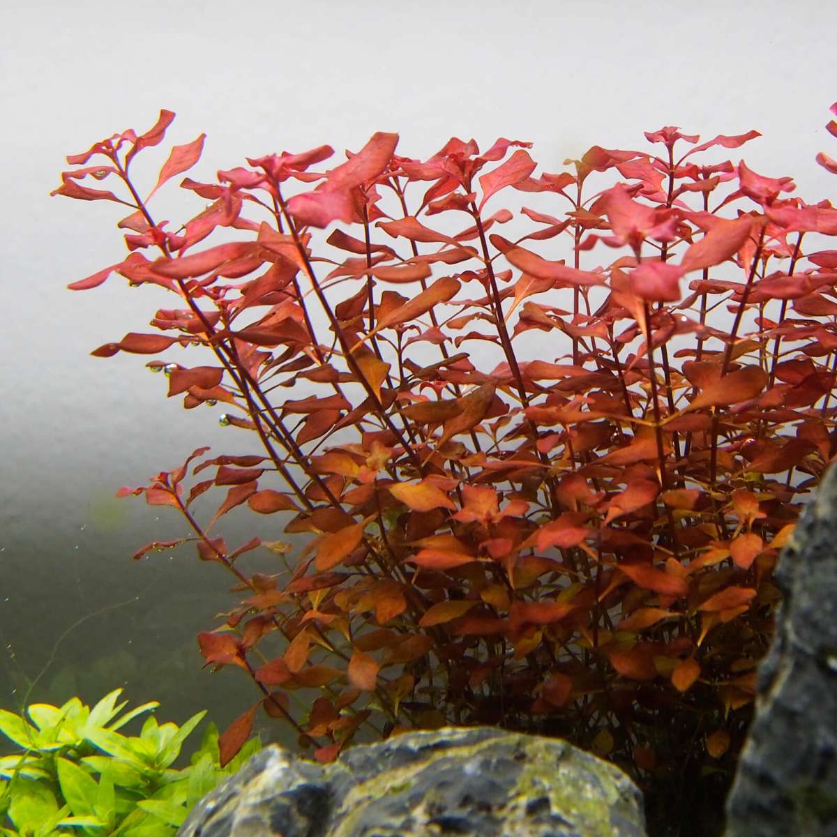 Rote Aquariumpflanzen Set Red Aquascaping Set In Vitro XL Mittelgrundpflanzen Pflanzen