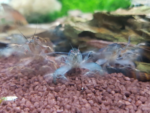 Blaue Monsterfächergarnele XL, Gabun-Riesenfächergarnele XL, Atya gabonensis