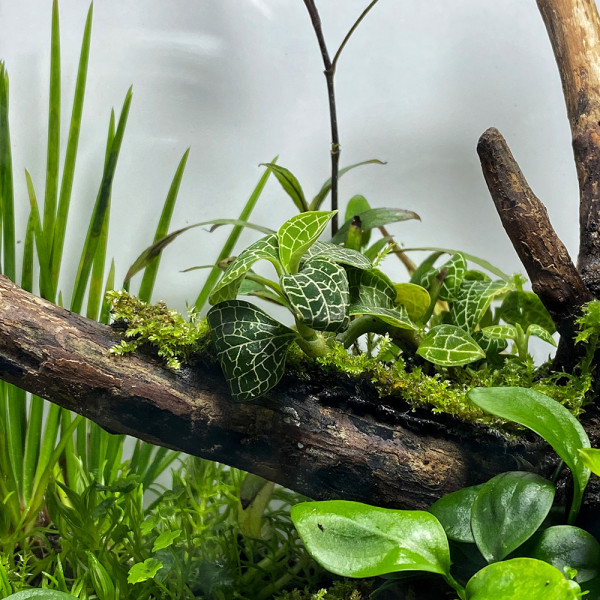 Macodes Anoectochilus roxburghii "Silver Mine" im terrarium